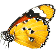 https://pawsnme.com/wp-content/uploads/2019/08/butterfly.png