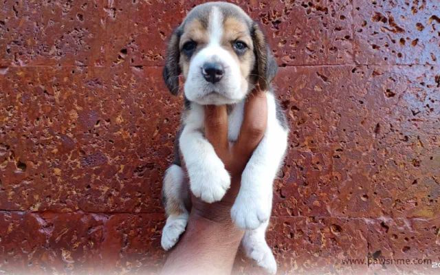 https://pawsnme.com/wp-content/uploads/2020/08/Beagle-litter-3-640x400.jpg