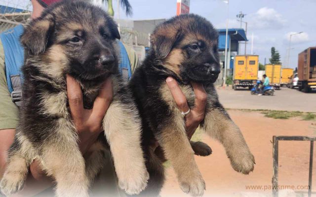 https://pawsnme.com/wp-content/uploads/2020/08/German-Shepherd-litter-2-640x400.jpg
