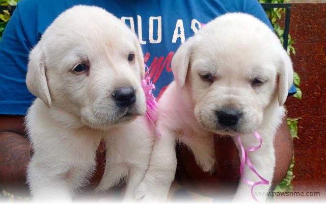 https://pawsnme.com/wp-content/uploads/2020/08/Labrador-litter-3-640x400.jpg
