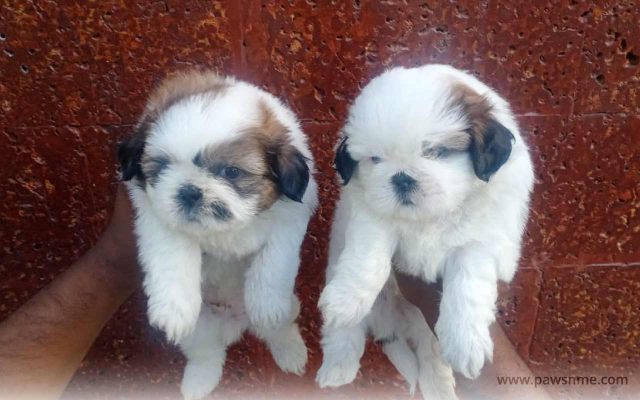 https://pawsnme.com/wp-content/uploads/2020/08/Shih-Tzu-litter-1-640x400.jpg