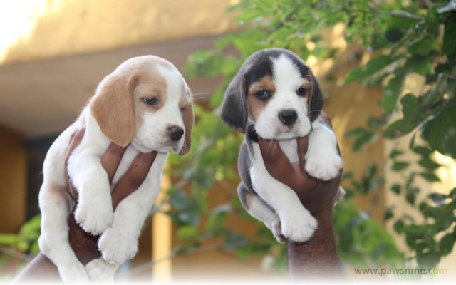 https://pawsnme.com/wp-content/uploads/2020/10/Beagle-litter-BE102-1-640x400.jpg
