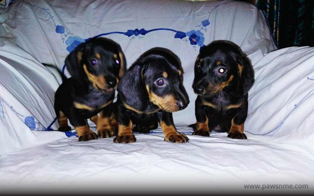 Dachshund litter DH101-1 https://pawsnme.com/wp-content/uploads/2020/10/Dachshund-litter-DH101-1-640x400.jpg