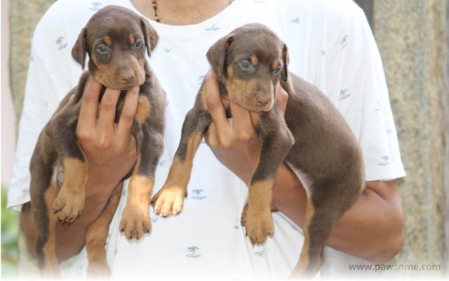 https://pawsnme.com/wp-content/uploads/2020/10/Doberman-Litter-DB101-1-640x400.jpg