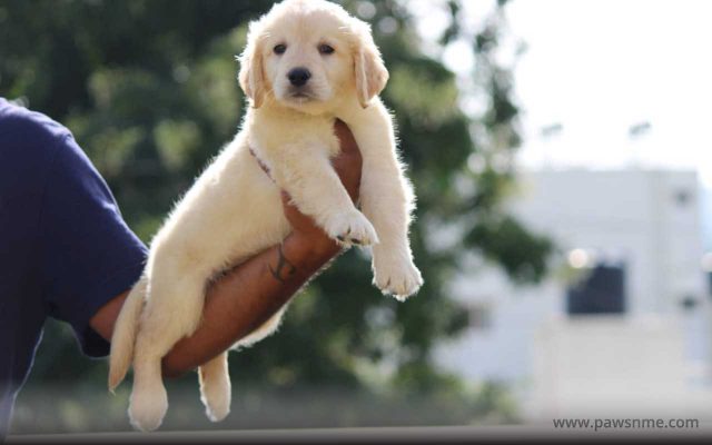 https://pawsnme.com/wp-content/uploads/2020/10/Golden-Retriever-litter-GR102-1-640x400.jpg
