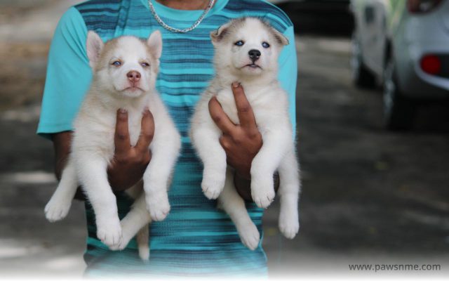 https://pawsnme.com/wp-content/uploads/2020/10/Husky-Litter-HK101-2-640x400.jpg