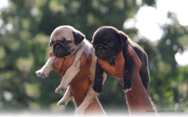 https://pawsnme.com/wp-content/uploads/2020/10/Pug-litter-PG101-1-640x400.jpg