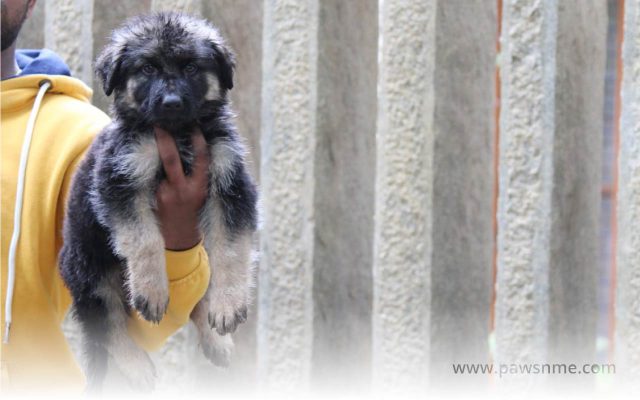https://pawsnme.com/wp-content/uploads/2020/11/German-Shepherd-litter-GS102-1-640x400.jpg