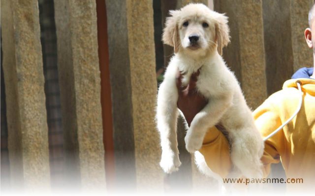 https://pawsnme.com/wp-content/uploads/2020/11/Golden-Retriever-litter-GR103-1-640x400.jpg