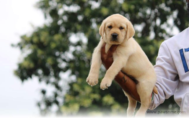 https://pawsnme.com/wp-content/uploads/2020/11/Labrador-litter-LB102-4-640x400.jpg